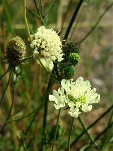 Gelbe Skabiose (Scabiosa ochroleuca) in Hockenheim-Talhaus