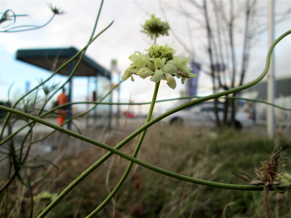 Gelbe Skabiose (Scabiosa ochroleuca) in Hockenheim-Talhaus - breitet sich zusehens im Industriegebiet von Jahr zu Jahr weiter aus