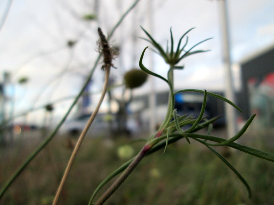 Gelbe Skabiose (Scabiosa ochroleuca) in Hockenheim-Talhaus - breitet sich zusehens im Industriegebiet von Jahr zu Jahr weiter aus