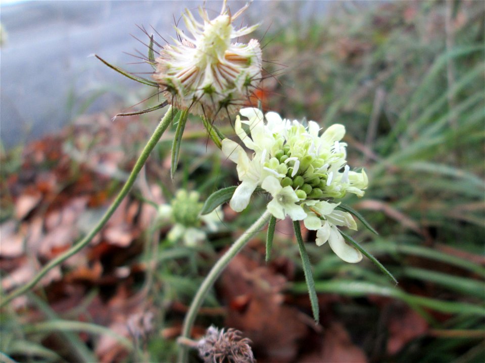 Gelbe Skabiose (Scabiosa ochroleuca) in Hockenheim-Talhaus - breitet sich zusehens im Industriegebiet von Jahr zu Jahr weiter aus