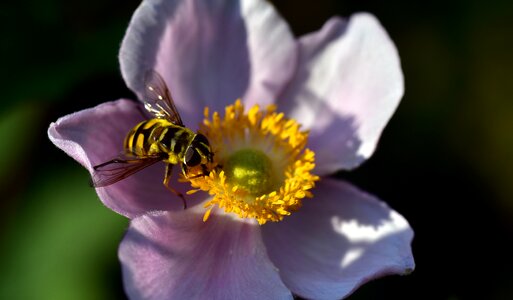 Nature pollen close up