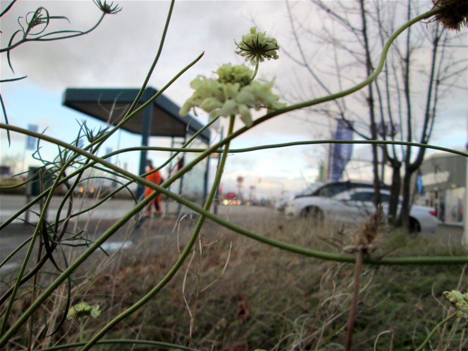 Gelbe Skabiose (Scabiosa ochroleuca) in Hockenheim-Talhaus - breitet sich zusehens im Industriegebiet von Jahr zu Jahr weiter aus
