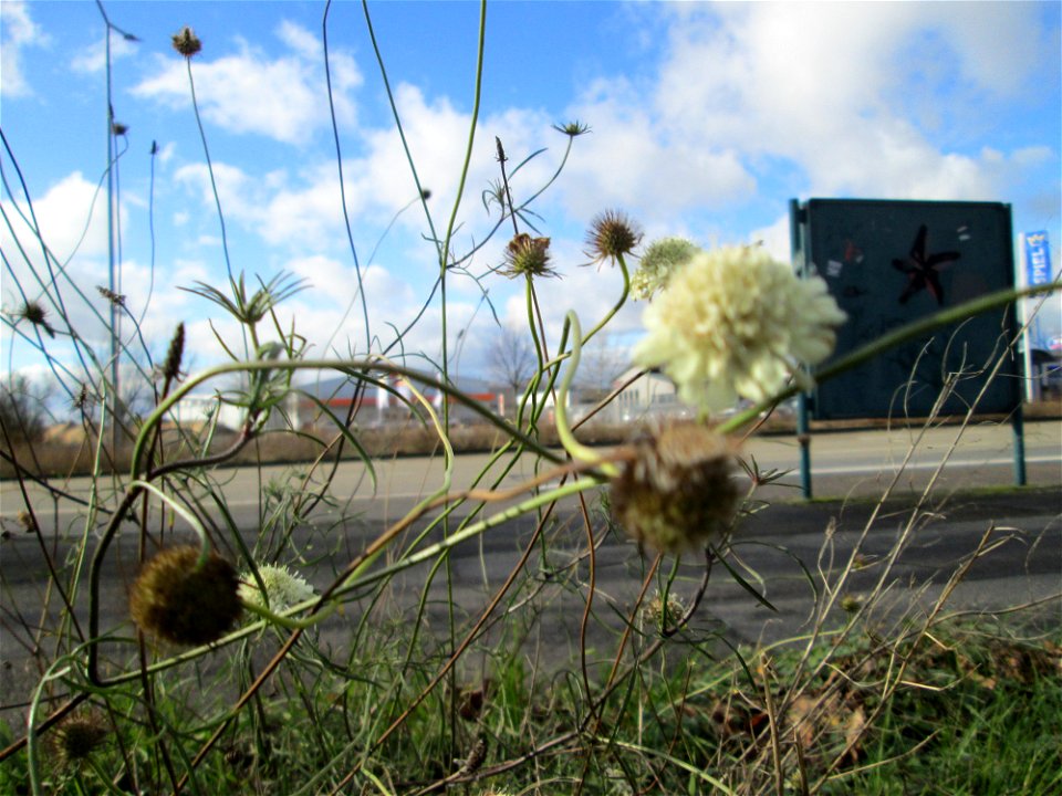 Gelbe Skabiose (Scabiosa ochroleuca) in Hockenheim-Talhaus - breitet sich zusehens im Industriegebiet von Jahr zu Jahr weiter aus