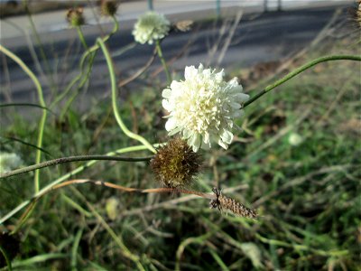 Gelbe Skabiose (Scabiosa ochroleuca) in Hockenheim-Talhaus - breitet sich zusehens im Industriegebiet von Jahr zu Jahr weiter aus