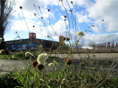 Gelbe Skabiose (Scabiosa ochroleuca) in Hockenheim-Talhaus - breitet sich zusehens im Industriegebiet von Jahr zu Jahr weiter aus