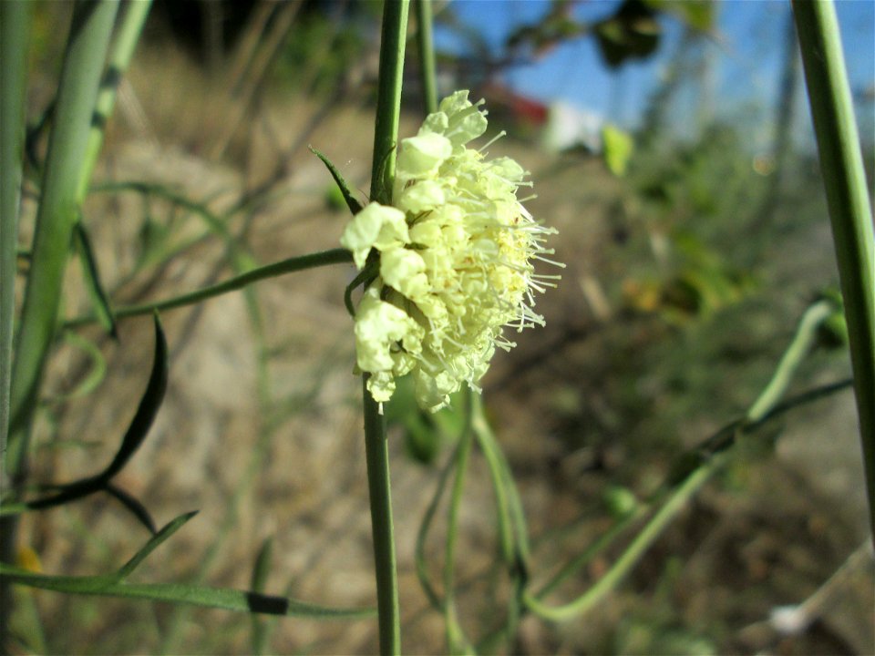 Gelbe Skabiose (Scabiosa ochroleuca) nahe der A61 in Hockenheim-Talhaus
