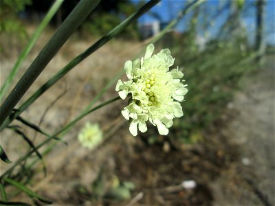 Gelbe Skabiose (Scabiosa ochroleuca) nahe der A61 in Hockenheim-Talhaus