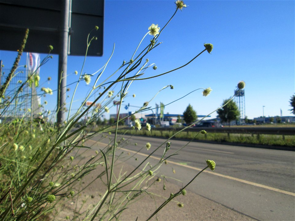 Gelbe Skabiose (Scabiosa ochroleuca) nahe der A61 in Hockenheim-Talhaus