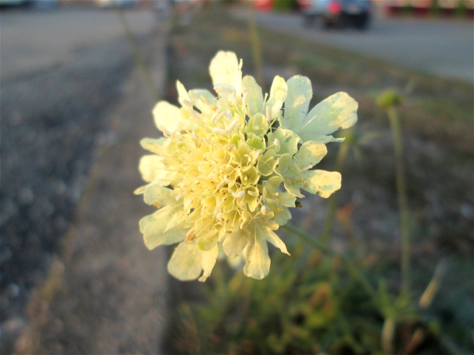 Gelbe Skabiose (Scabiosa ochroleuca) wild wachsend am Straßenrand im Industriegebiet Hockenheim-Talhaus
