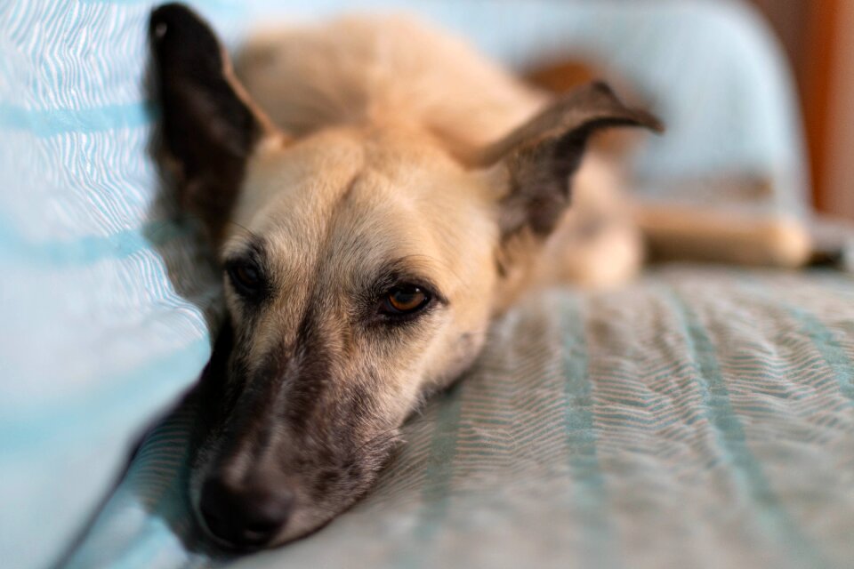 White crossbreed placid