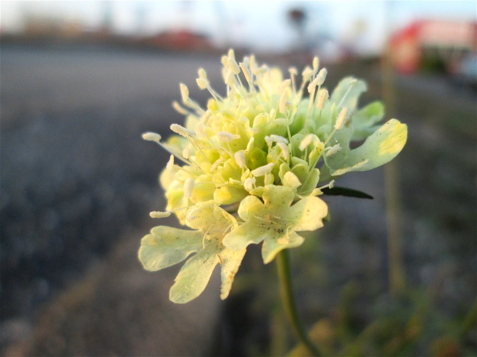 Gelbe Skabiose (Scabiosa ochroleuca) wild wachsend am Straßenrand im Industriegebiet Hockenheim-Talhaus