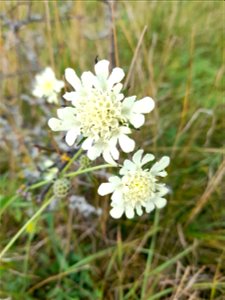 Gelbe Scabiose in der Franzigmark