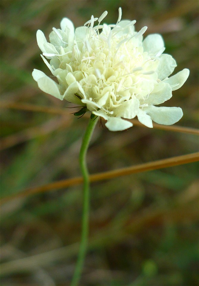 Yellow pincushion (vajszínű ördögszem) - Scabiosa ochroleuca near Naplás lake
