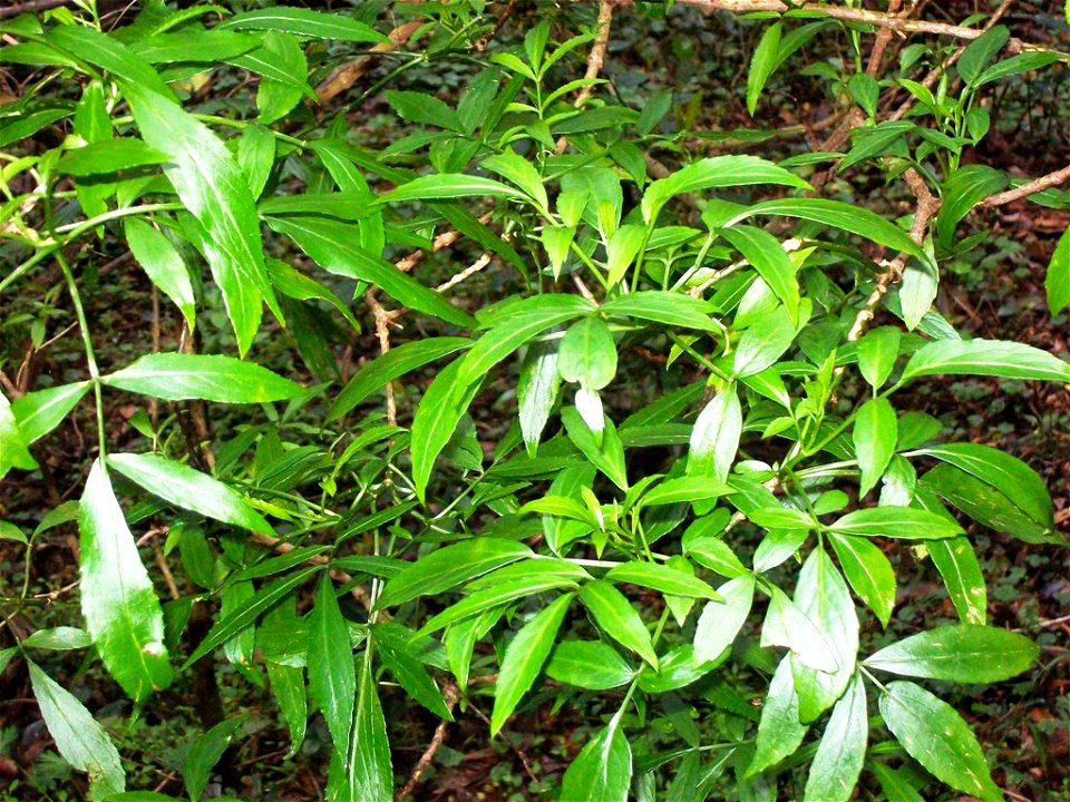 Sambucus australasica, an indigenous plant; labeled at Mount Tomah Botanic Gardens, Australia