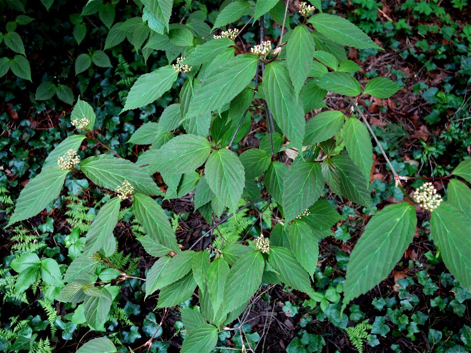 Botanical specimen in Longwood Gardens, 1001 Longwood Rd, Kennett Square, Pennsylvania, USA.