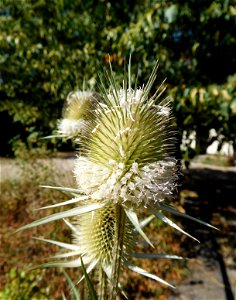 Schlitzblatt Karde (Dipsacus laciniatus) im Freilichtmuseum Roscheiderhof. Standort: Selbstangesiedelt im Beerengarten links vor der Stallscheune und zwischen den Pflastersteinen vor der Stallscheune.