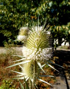 Schlitzblatt Karde (Dipsacus laciniatus) im Freilichtmuseum Roscheiderhof. Standort: Selbstangesiedelt im Beerengarten links vor der Stallscheune und zwischen den Pflastersteinen vor der Stallscheune. photo