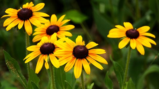 Korea sun flower green sun photo