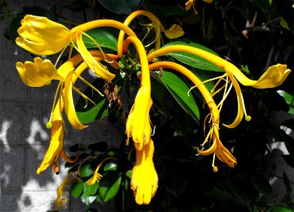 Lonicera hildebrandiana at the Huntington Library & Botanical Gardens in San Marino, California, USA. Identified by sign. photo