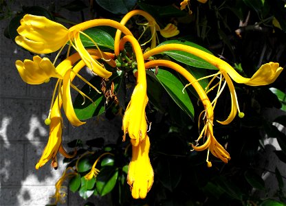 Lonicera hildebrandiana at the Huntington Library & Botanical Gardens in San Marino, California, USA. Identified by sign.