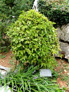 Plant specimen in the Kunming Botanical Garden, Kunming, Yunnan, China. photo