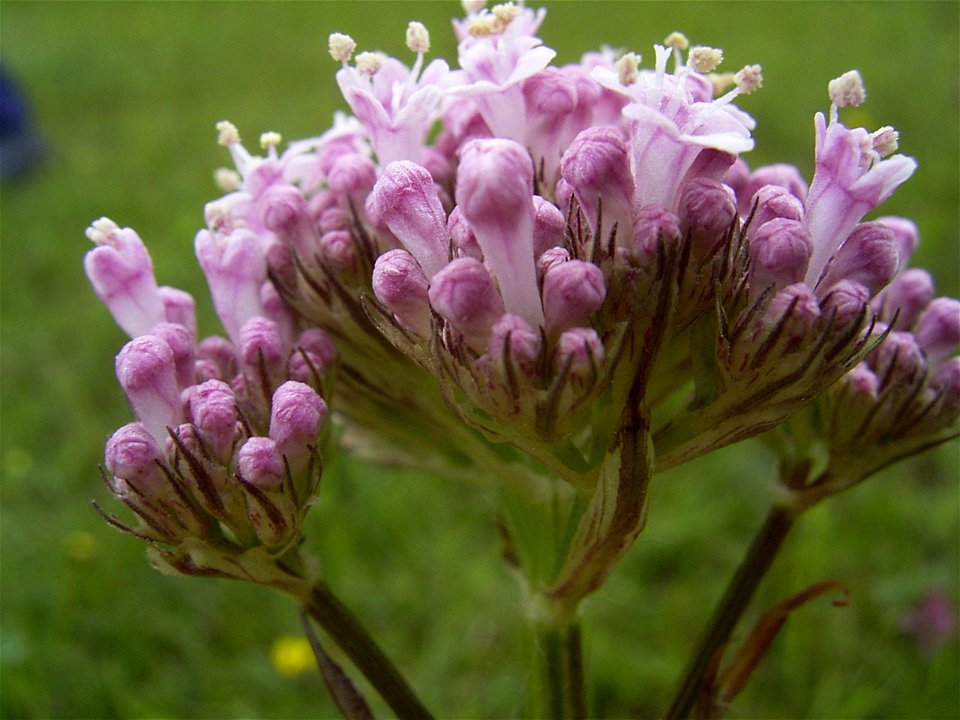 This photo shows the flowers of Valeriana dioica