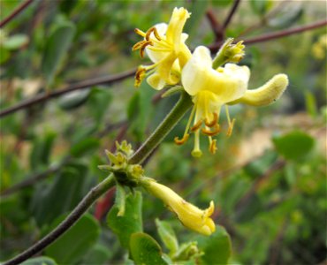 Lonicera subspicata var. denudata at the Wild Animal Park, Escondido, California, USA. Identified by sign.