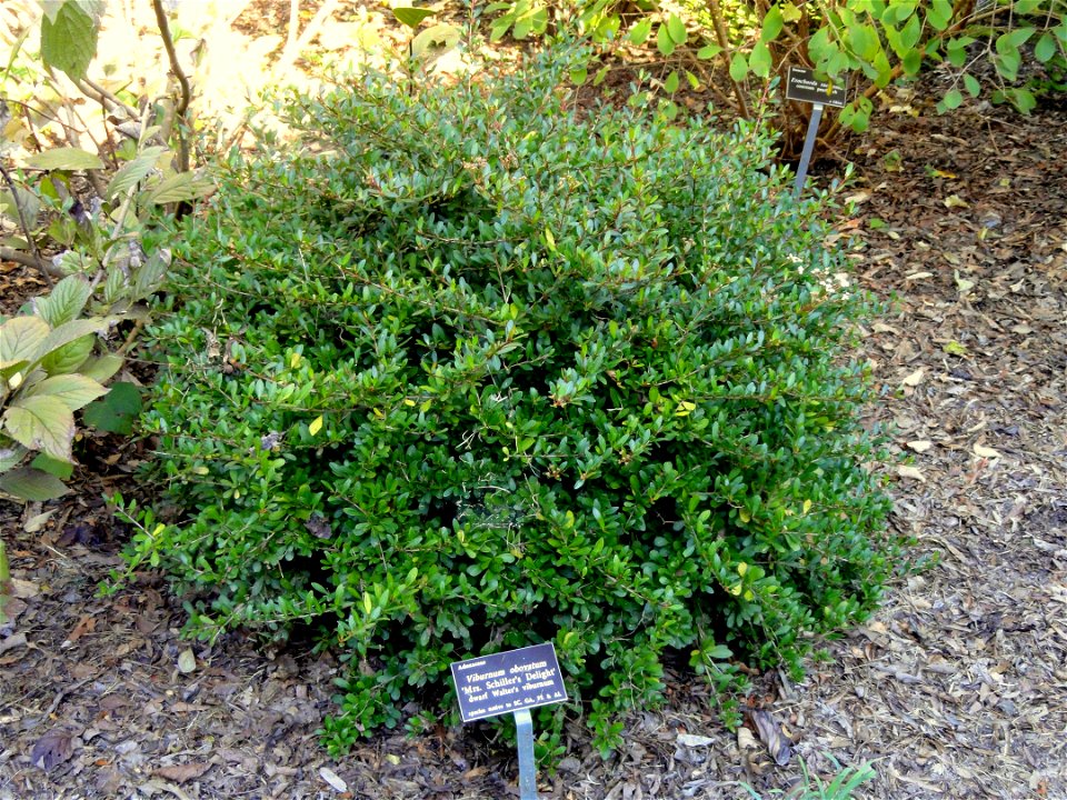 Viburnum obovatum 'Mrs Schiller's Delight' specimen in the J. C. Raulston Arboretum (North Carolina State University), 4415 Beryl Road, Raleigh, North Carolina, USA.