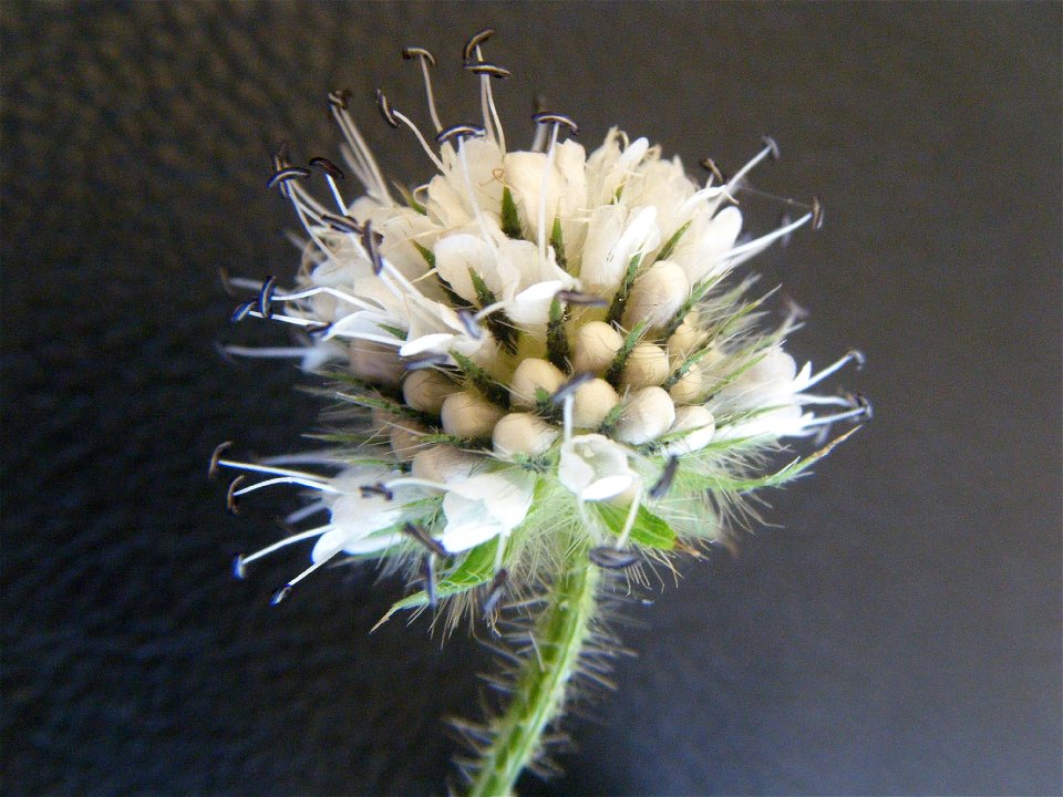 Dipsacus pilosus : flower