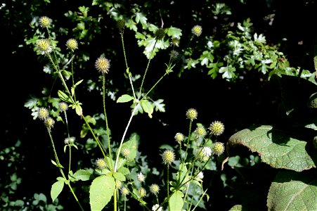 Dipsacus pilosus
