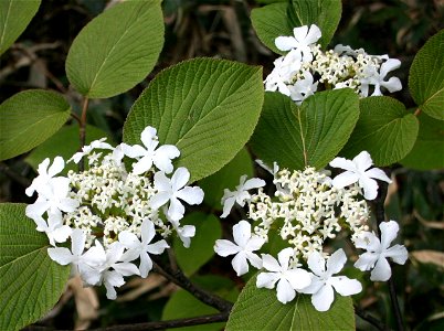Viburnum furcatum in Mount Haku