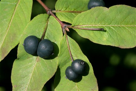 Lonicera nigra