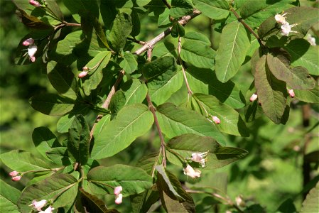 Lonicera nigra