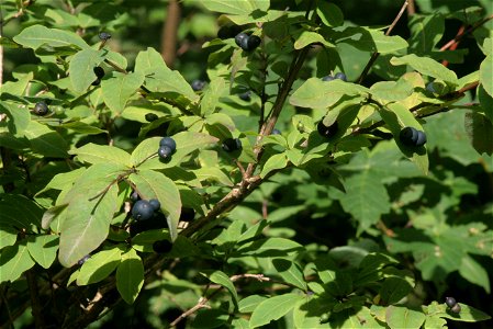 Lonicera nigra