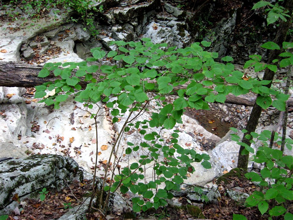 Viburnum bracteatum, growing in a dry limestone ravine on the Cumberland Escarpment, Franklin County, Tennessee.