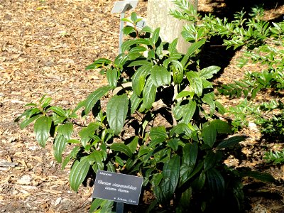 Viburnum cinnamomifolium specimen in the J. C. Raulston Arboretum (North Carolina State University), 4415 Beryl Road, Raleigh, North Carolina, USA. photo
