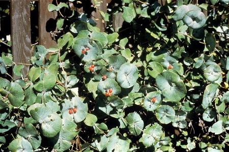 Lonicera reticulata (syn. L. prolifera) photo