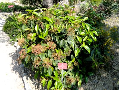 Viburnum cinnamomifolium specimen in the Jardin botanique du Val Rahmeh, Menton, Alpes-Maritimes, France. photo