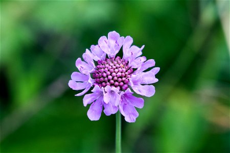 Shining Scabious (Scabiosa lucida)