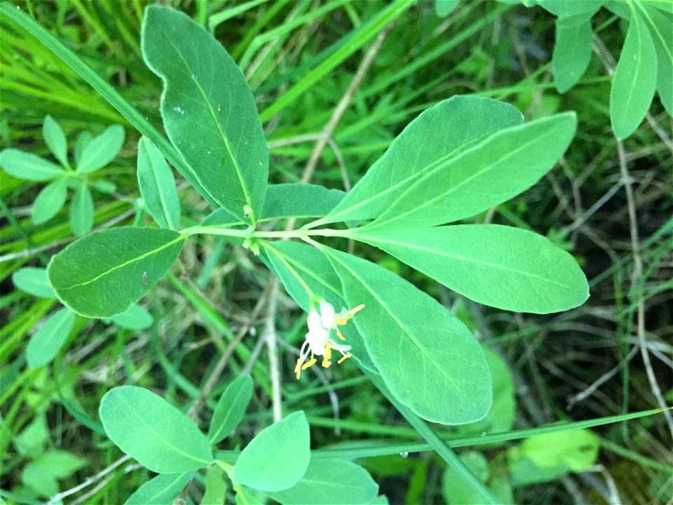 Lonicera oblongifolia (Swamp Fly Honeysuckle) at Algoma, CA-ON, CA