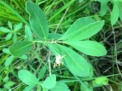Lonicera oblongifolia (Swamp Fly Honeysuckle) at Algoma, CA-ON, CA