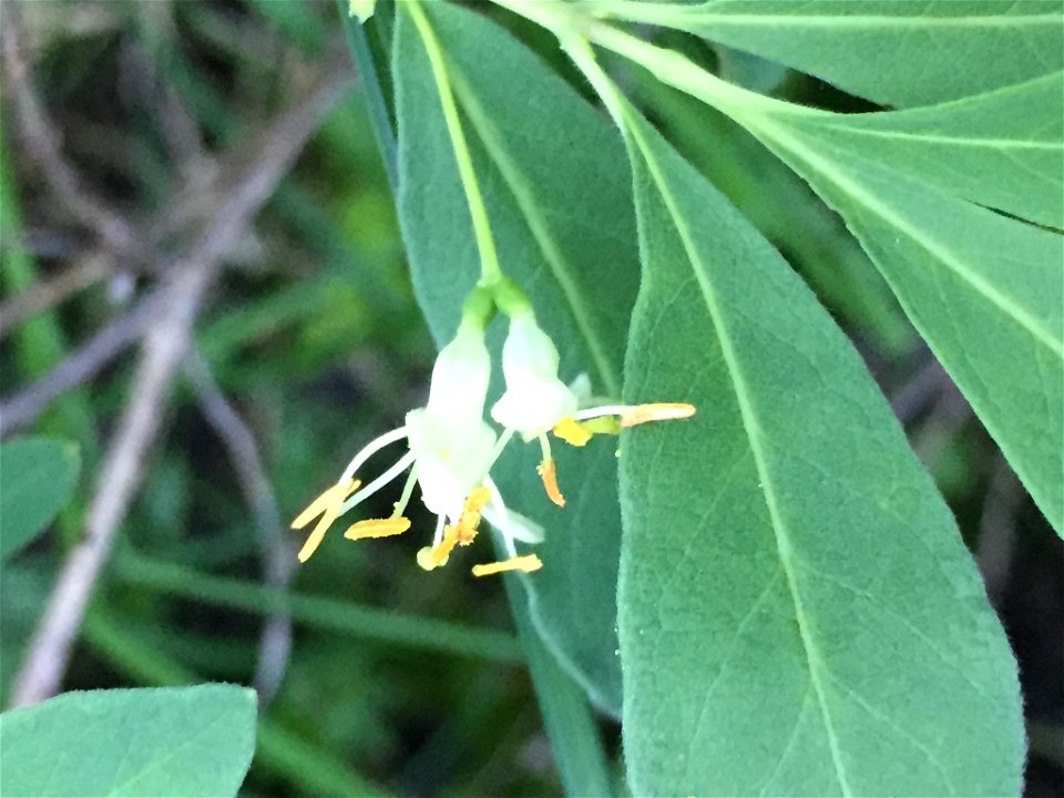 Lonicera oblongifolia (Swamp Fly Honeysuckle) at Algoma, CA-ON, CA