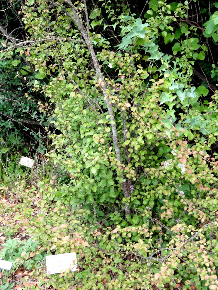 Viburnum ellipticum specimen in the University of California Botanical Garden, Berkeley, California, USA.