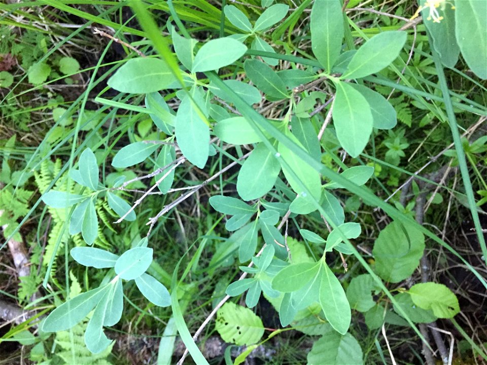 Lonicera oblongifolia (Swamp Fly Honeysuckle) at Algoma, CA-ON, CA