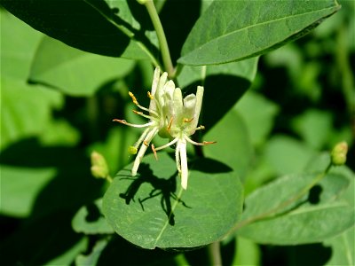 Lonicera oblongifolia (Swamp Fly Honeysuckle), Algoma District, ON, Canada
