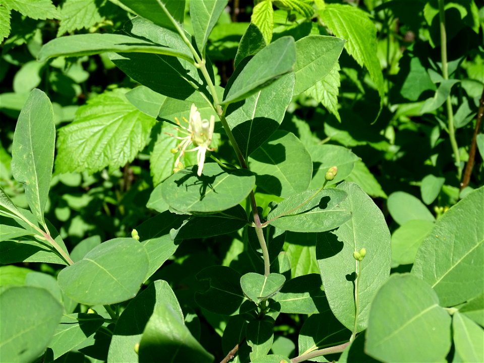Lonicera oblongifolia (Swamp Fly Honeysuckle), Algoma District, ON, Canada