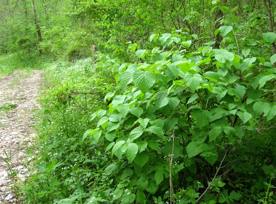 Viburnum molle, lower slopes of Lower Howard's Creek, Clark County, Kentucky.