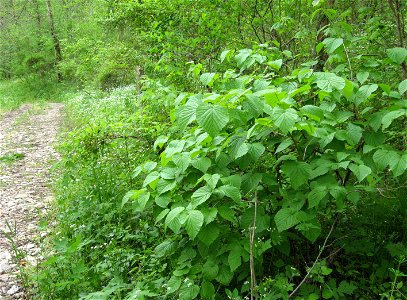 Viburnum molle, lower slopes of Lower Howard's Creek, Clark County, Kentucky.