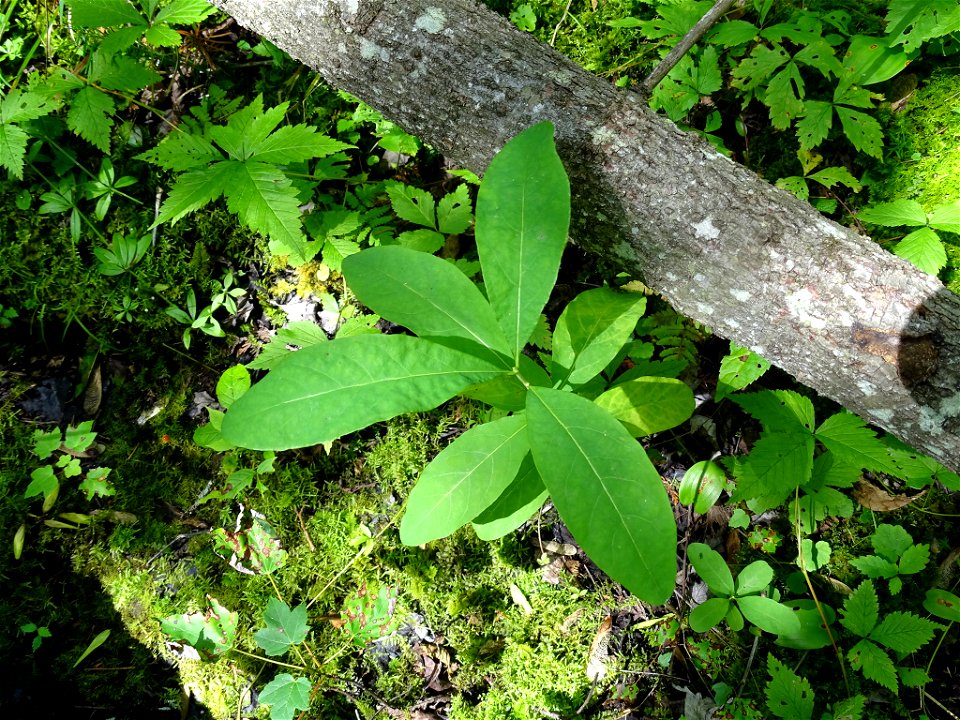 Lonicera oblongifolia (Swamp Fly Honeysuckle) at Kawartha Lakes, ON, Canada