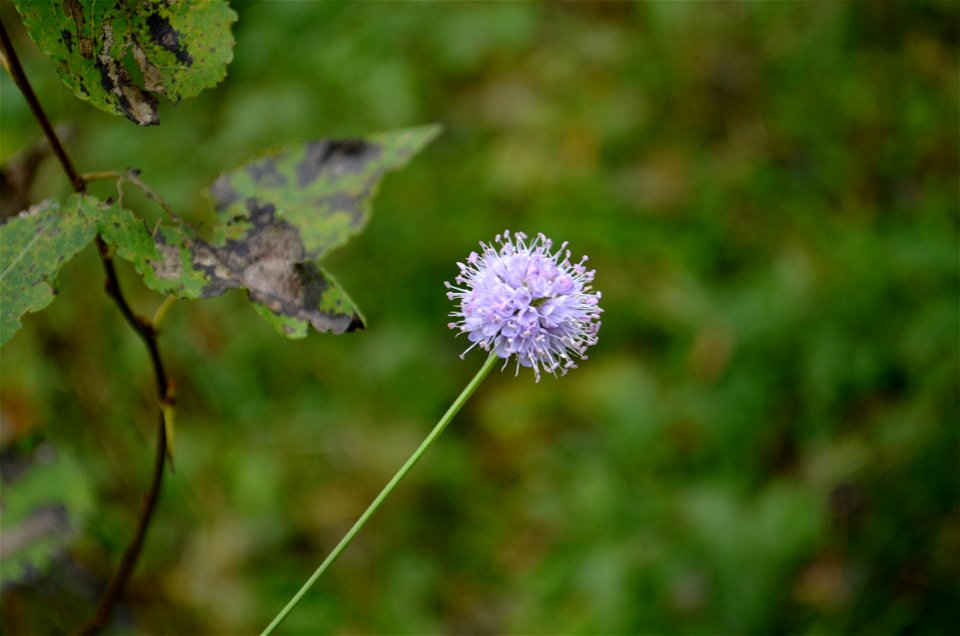 Pelkinis ratenas (Succisella inflexa) prie Šalčios, Šalčininkų raj.